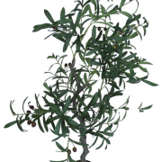 Drzewko oliwne w doniczce 110cm JUL0086
