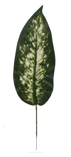 Liść difenbachia KDGL310 50cm