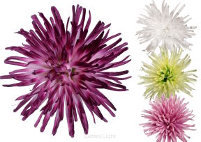 Chryzantema wyrobowa igiełkowa 13cm FM-M023C