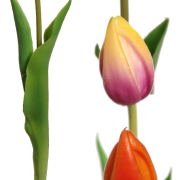 Tulipan pojedynczy gumowany CV07588 41cm