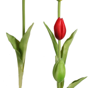 Tulipan gumowy KDGK25 45cm
