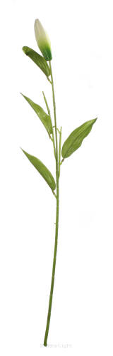 Łodyga do lilii P14-17