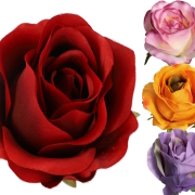 Róża wyrobowa VIVALDI FME071575 / FME073202