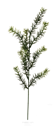 Asparagus KDGC557 52cm
