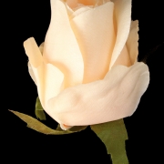 Róża wyrobowa pąk G310 