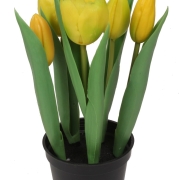 Tulipan gumowy w doniczce CV10552