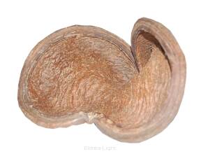 Badam naturalny
