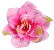 różowy z seledynowymi przebarwieniami