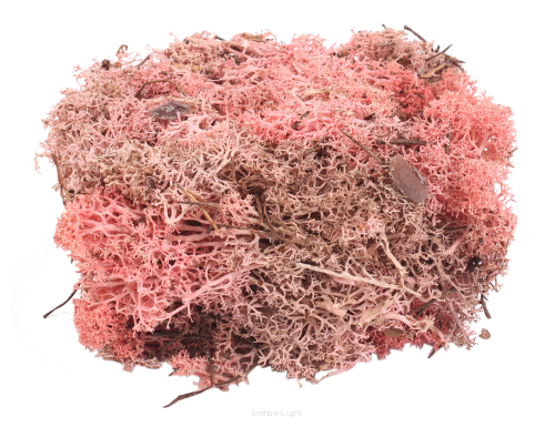 Mech reniferowy chrobotek Island moss 50g